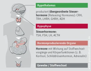 Die Hormondrüsen