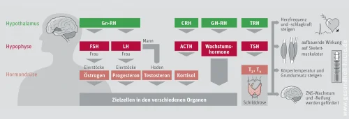 Diagnostische Methoden in der Endokrinologie
